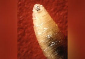 Screwworm spreads to US wildlife in Texas, USDA says