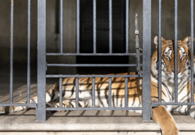 ‘Stop Being Naughty’: Man’s Final Words to Tiger Before Fatal Yorkshire Wildlife Park Attack
