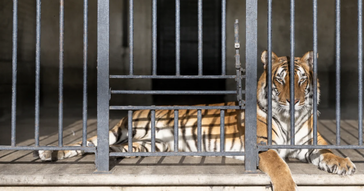 'Stop Being Naughty': Man's Final Words to Tiger Before Fatal Yorkshire Wildlife Park Attack tiger