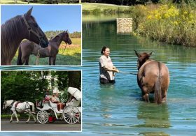 This is what’s in store for Big Apple carriage horses if the city bans the industry this week