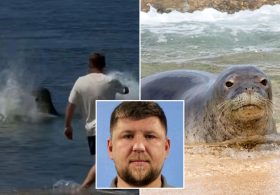 Hawaii monk seal attack suspect could walk free as court filings reveal outrageous new excuse