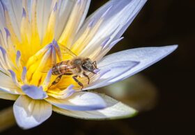 AI Robotic Beehives Installed In Florida Community Claim 70% Reduction In Colony Collapse Threatening Crops