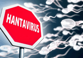 Does Hantavirus Survive In Human Sperm? The Real Story Behind The Latest Hantavirus Hysteria
