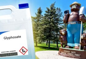 Forest Service Spraying Record Amounts Of Glyphosate On Burned-Out Public Lands