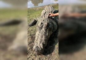 Human remains found inside crocodile in South African river (DISTURBING PHOTO AND VIDEO)