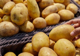 Potato futures are soaring – should the world be worried?