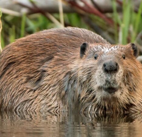 Video Catches 3 Family Members Forced to Fight Off Angry, Rabid Beaver That Charged Boy, 8, Sending Him to the Hospital