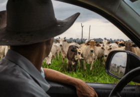 The unexpected force keeping beef prices high and why the pressure could last for years