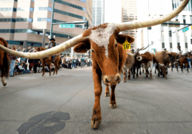 Dallas mayor blasts NYC for ‘punishing success’ as he pitches ‘Y’all Street’ to fleeing billionaires