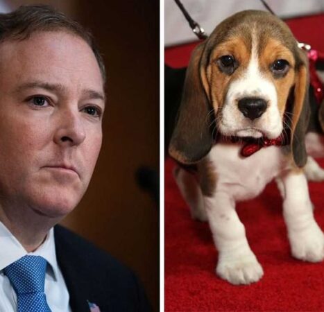 Exclusive: Trump’s EPA takes major step to end animal testing after Fauci’s cruel beagle experiments