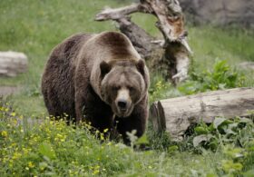 Glacier Park Grizzly Drags Hiker 20-30 Feet in Trail Attack