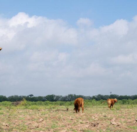 USDA confirms presence of flesh-eating screwworm in the U.S.