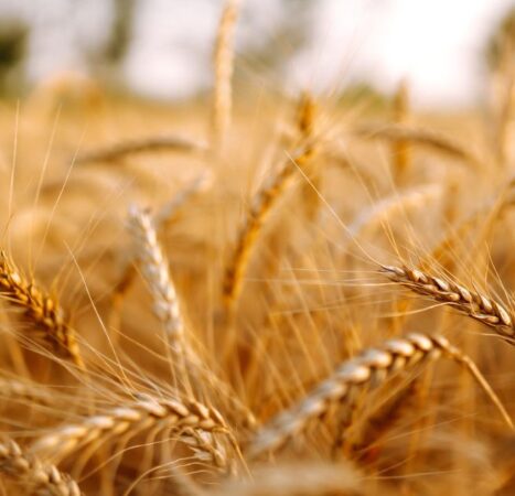 Wheat and Tares: The Dividing Line Is Already Being Drawn