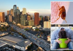 Vile flea-borne vomiting illness hits LA neighborhood as urgent warning issued