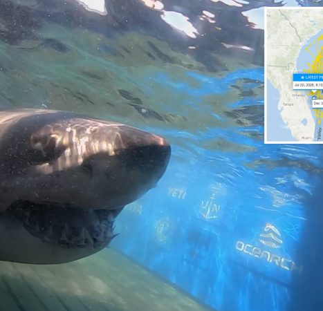 1,400-pound great white shark stuns scientists with new ping off Florida coast
