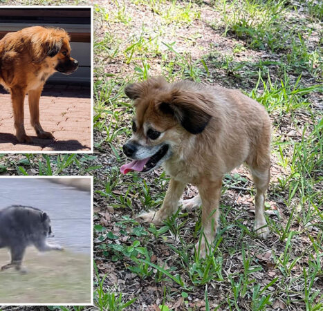 Dog with same short spine syndrome as mutant raccoon Jimothy steals hearts across social media