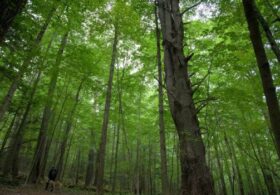 Father and Son Arrested after Kidnapping 2 Forest Service Workers