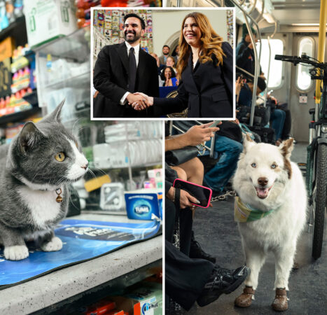 NYC budget provides $1.5M in freebies for furry friends — including new pet-food pantry