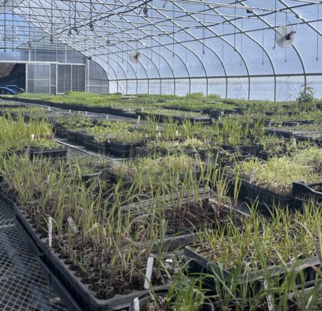 Native Plant Restoration Is A Booming Business