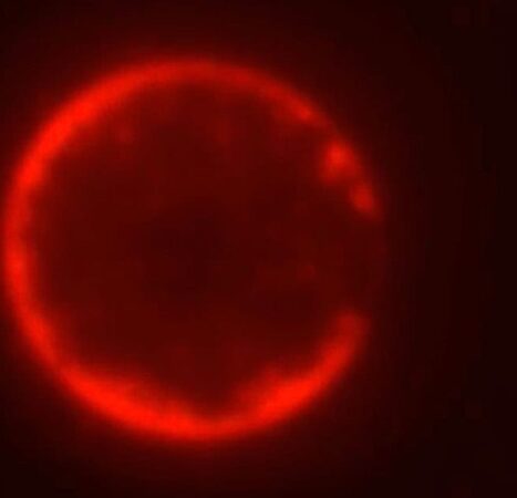 Scientists Create Synthetic Cell That Can Feed, Grow, and Replicate