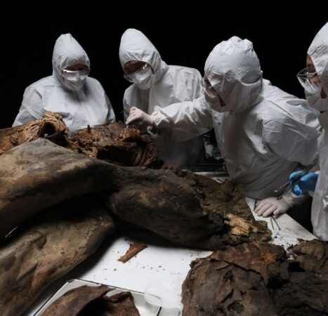 Always Trust the Science? Researchers Learn Their Woolly Mammoth Backbone Actually Belonged to Whale