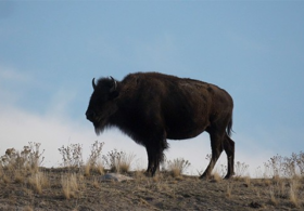 Bison-Tossed Grandpa Now Speaks: He’s OK