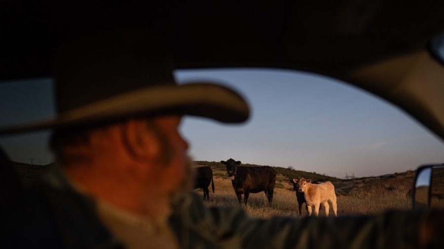 Trump reputation with ranchers has ‘taken a hit’: Cattlemen’s Association chief 69e07d6976881922851162 e1787759334551