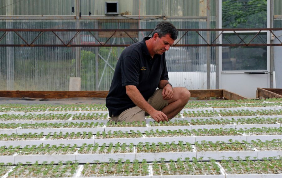 The hemp loophole has become a national intoxicant market AP19184491892279