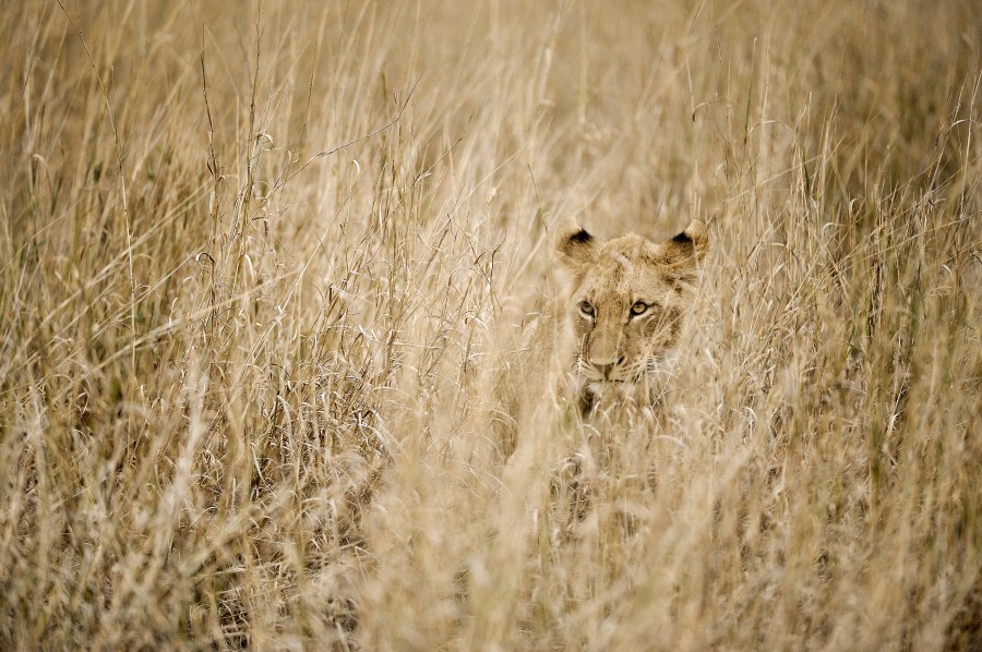 Deputies on hunt for reported lion, cub in Indiana AdobeStock 477578351