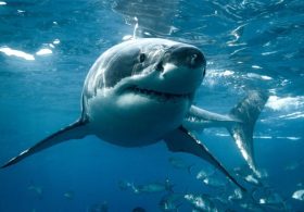 Great white sharks are ‘already in UK’ as they venture further north than ever…