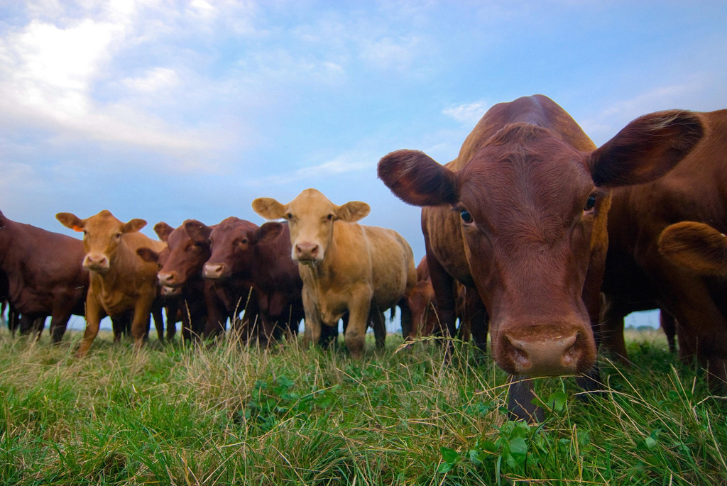 Cattle Farmer Sets The Record Straight: Imported Ground Beef Fills A Gap, Not A Rivalry cattle 1