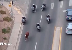 Runaway horse captured by police on motorbikes