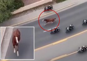 Runaway horse triggers mass police response as motorcycle cops scramble to get it under control