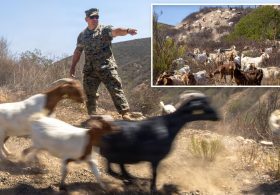 California Marines deploy goats in first of its kind wildfire program
