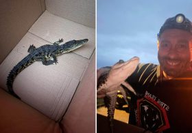 Crocodile found on Long Island nature preserve walking trail, $1K offered for arrest in illegal dumping