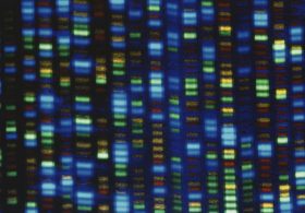 Intelligent Design Bears Good Scientific Fruit in the Study of ‘Junk DNA’