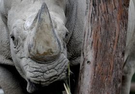 The RINO Seven: This Cycle’s Version of an Old Establishment Mistake