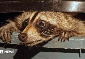 US dictionary adds 1,400 words, including neckbeard, trash panda and cuffing season