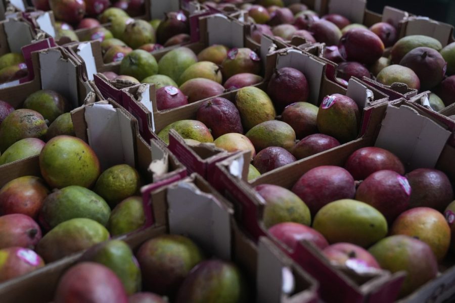Mangoes recalled in 4 states over salmonella risk AP25183830032283 e1788265096824