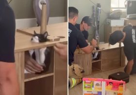 California firefighters rush to save Suki the kitten wedged inside cabinet as rescue becomes viral hit