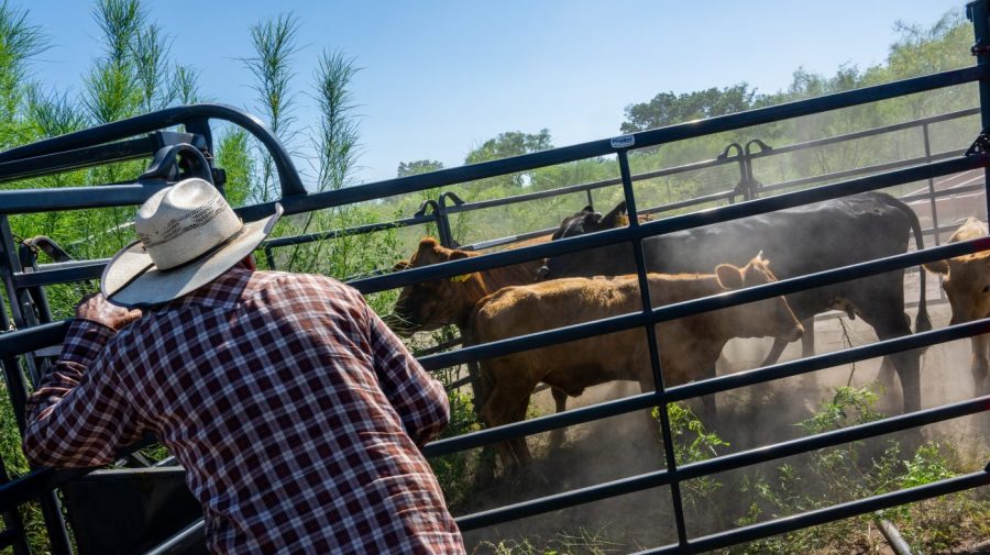 USDA launches initiative to rebuild US cattle herd GettyImages 1504445081 e1788351224671