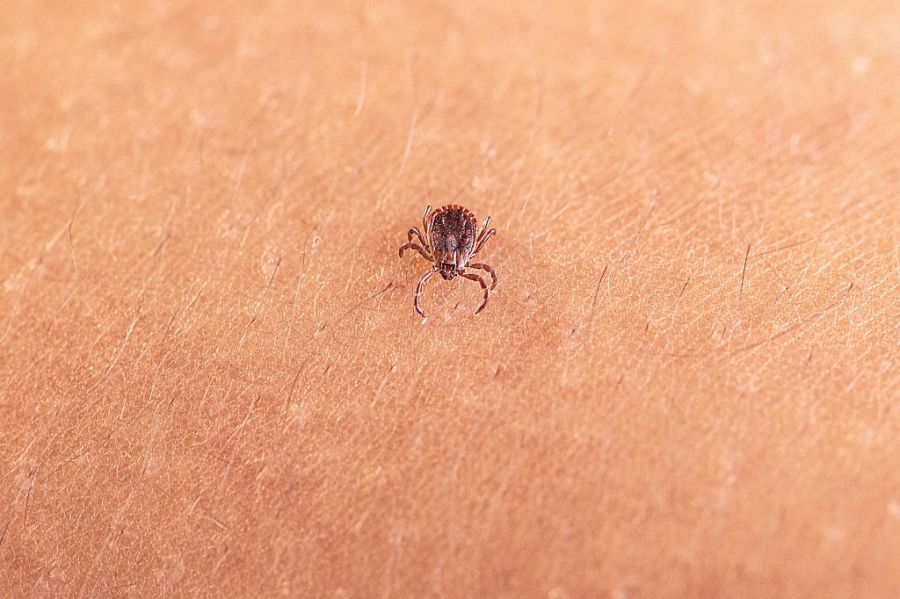 New virus detected in a tick invasive to the US. Should we be concerned? GettyImages 2268535298