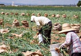 Federal Indictment: Labor Traffickers Used H-2A Visa Program to Exploit Foreign Workers