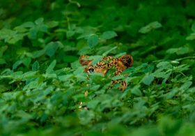 Scientists Discover New Wild Cat Species for First Time in 100 Years