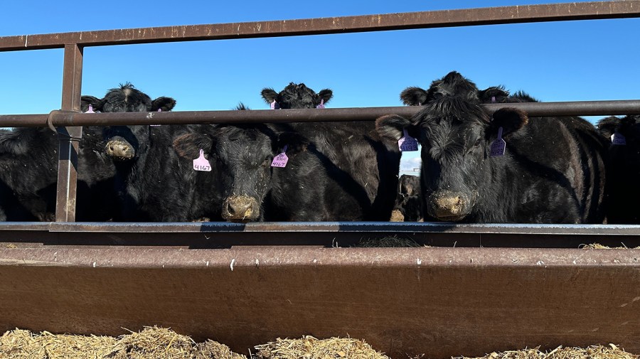 Trump faces down beef backlash. Will import plan pay off? Wilson AP JackDura