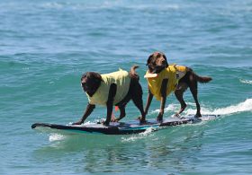 Del Mar Dog Beach surfing festival ends in chaos as judges forced to cancel the final