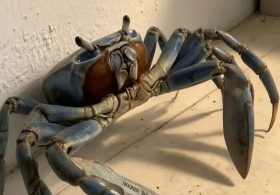 Blade Wielding ‘Gangster-A**’ Crab Terrorizes Florida Man and Tiny Dog