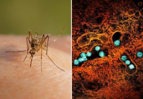 Cases of West Nile virus soar in NYC, surpassing total number in 2025