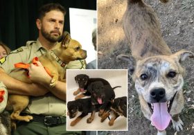 LA animal hoarder faces 25 years in prison after seizure of 300 dogs and cats